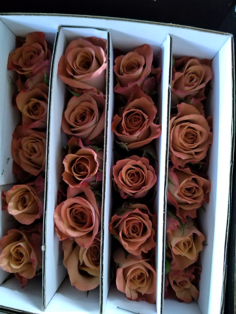 玫瑰花🌹