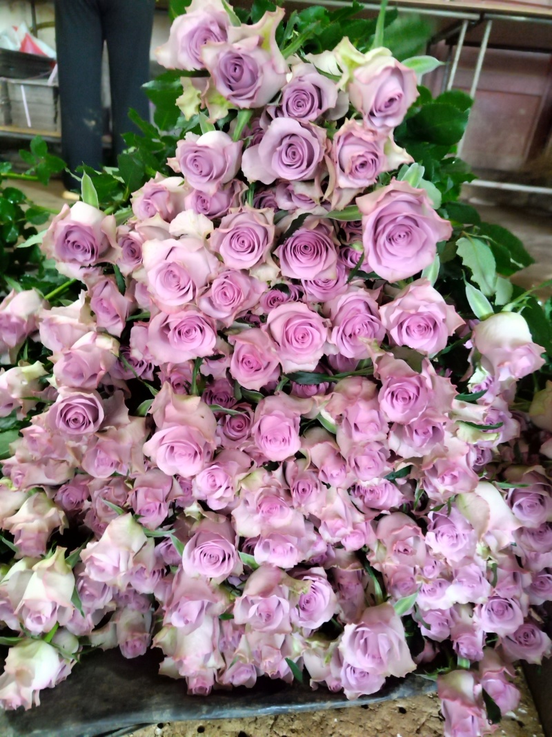 玫瑰花🌹