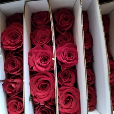 玫瑰花🌹