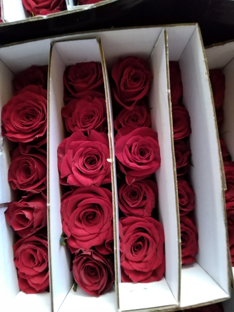 玫瑰花🌹