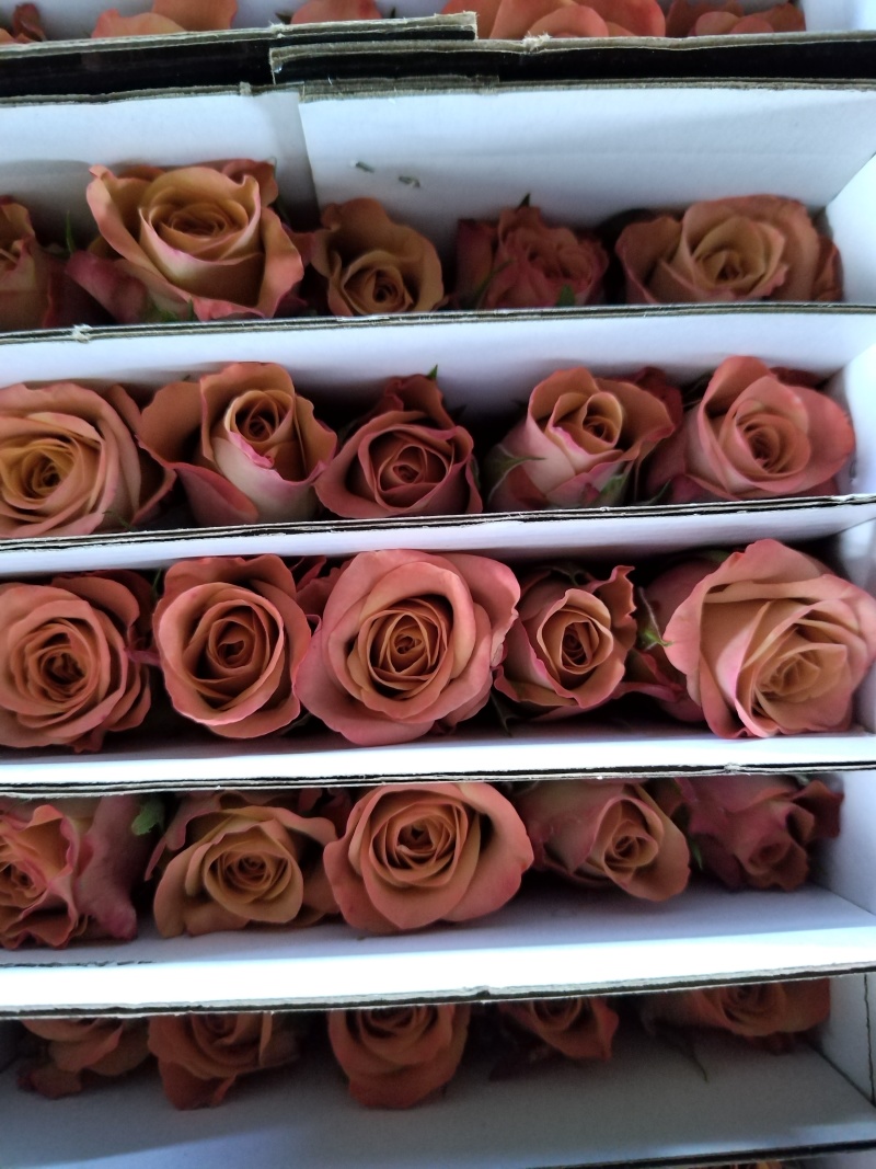 玫瑰花🌹