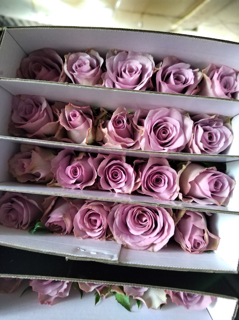 玫瑰花🌹