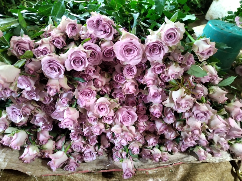 玫瑰花🌹
