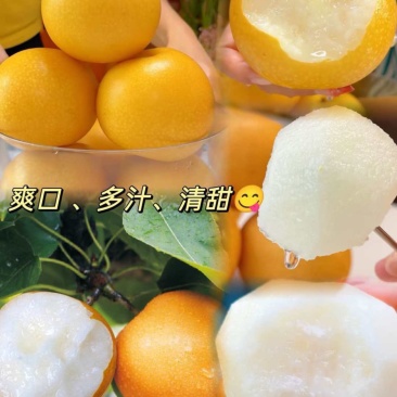 正宗秋月梨全国一件代发单个七两以上电商爆品