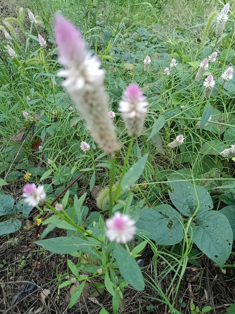 无杂质产地直发麦冬保质保量品质有保障