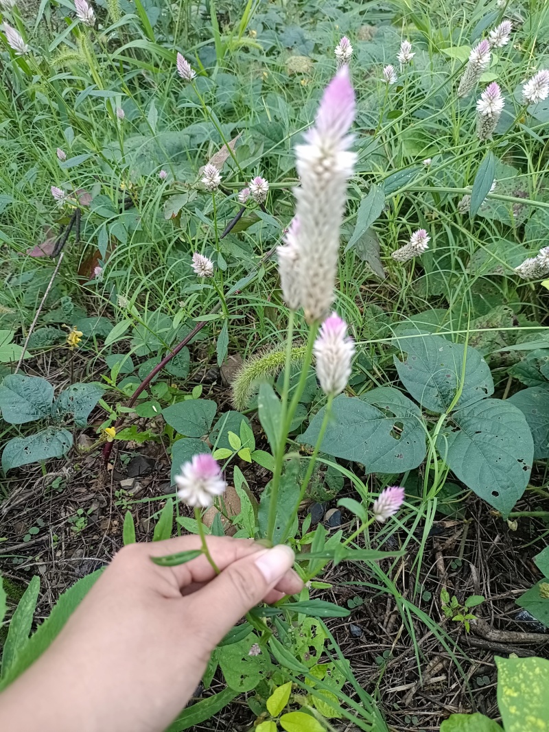 无杂质产地直发麦冬保质保量品质有保障