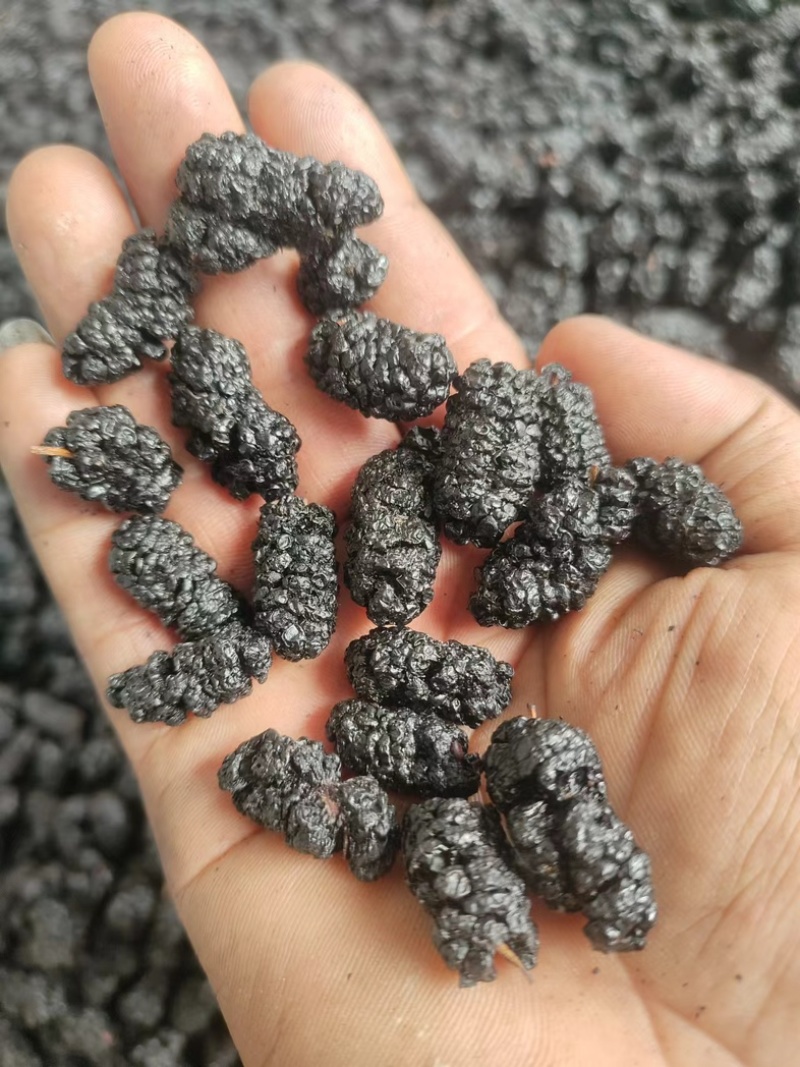 桑葚粉桑葚果粉，现磨粉，***，纯桑葚粉，