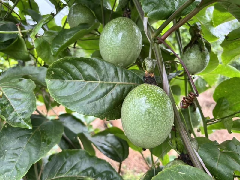 贵州榕江钦蜜九号