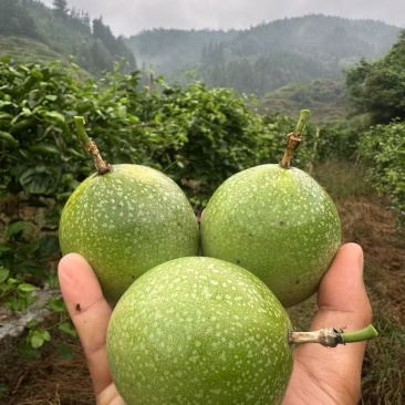 贵州榕江钦蜜九号