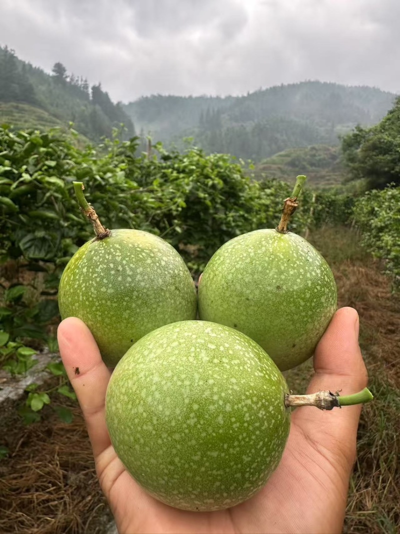 贵州榕江钦蜜九号