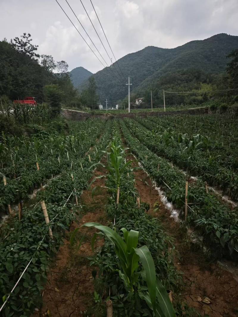 鼎脆辣椒四川彭州少量上市，需要订货提前联系安排