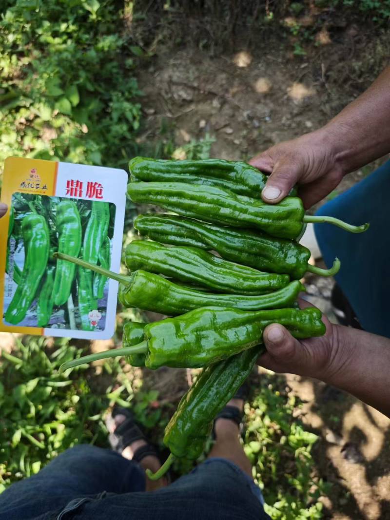 鼎脆辣椒四川彭州少量上市，需要订货提前联系安排