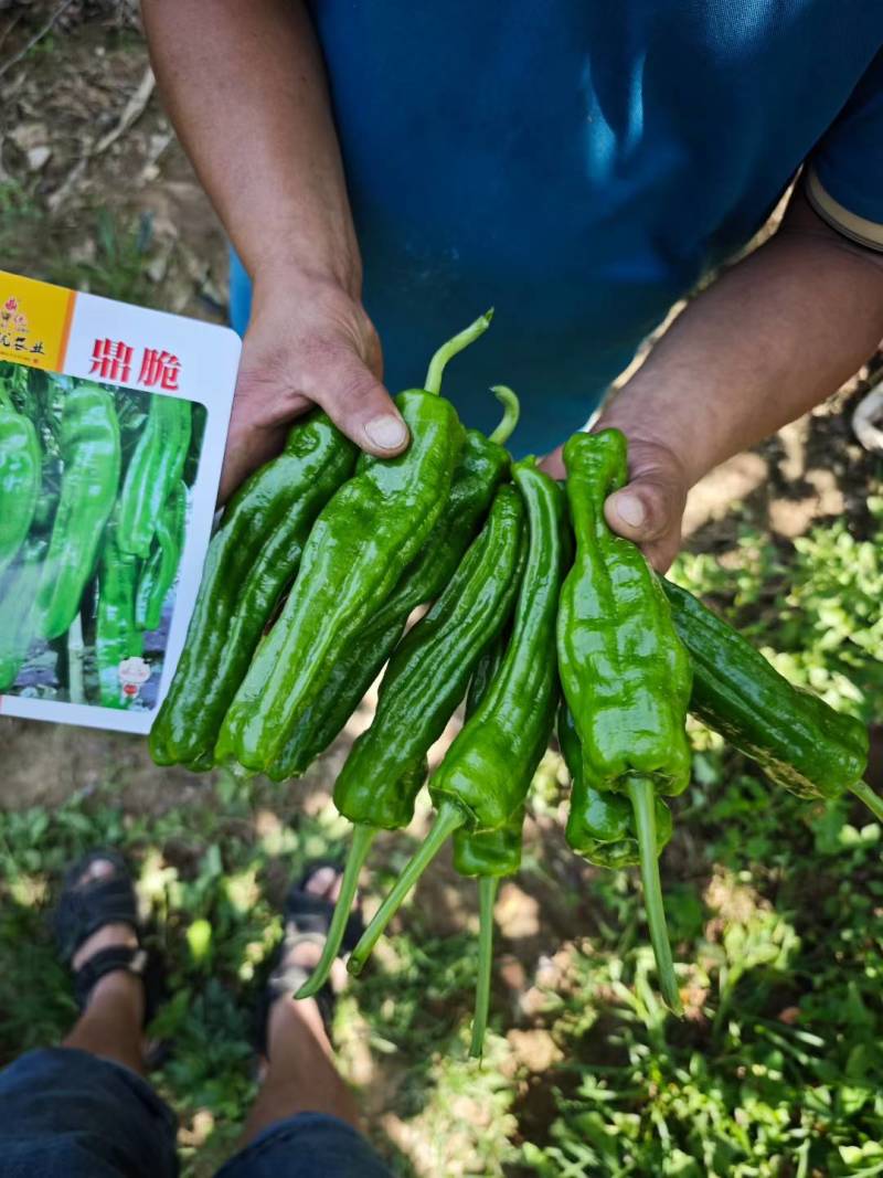 鼎脆辣椒四川彭州少量上市，需要订货提前联系安排