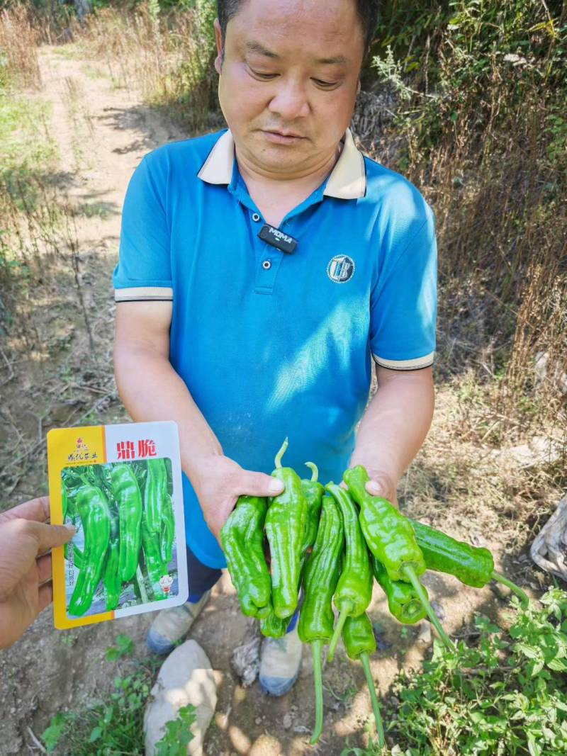 鼎脆辣椒四川彭州少量上市，需要订货提前联系安排