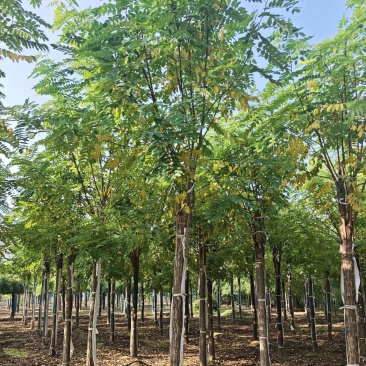 嫁接香花槐花色靓丽气味清香