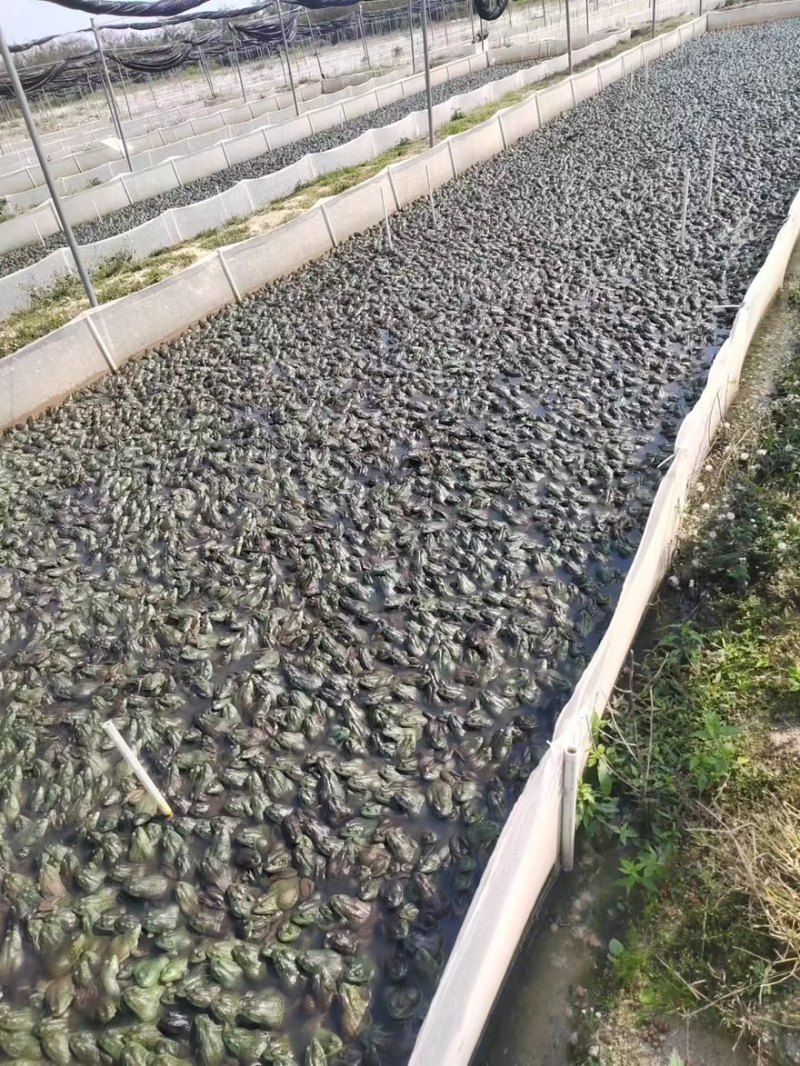牛蛙肉基地供应一手货源厂家直供量大从优诚信经营