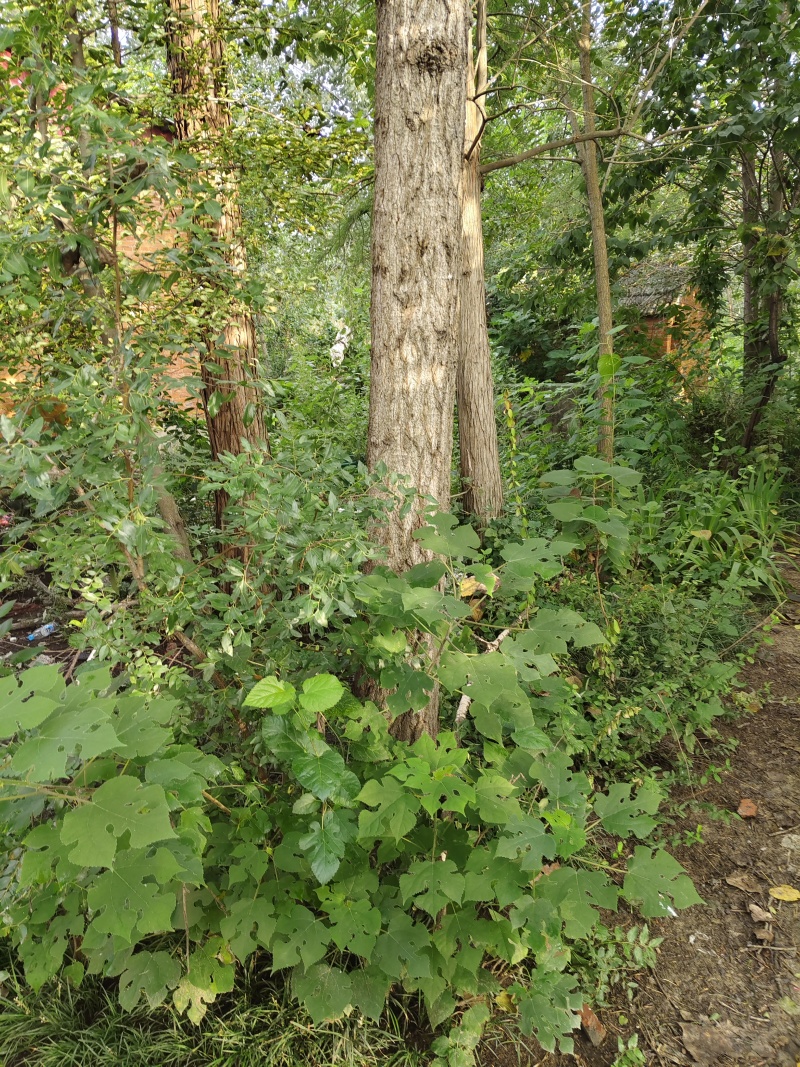 2棵20年水杉树，直径80厘米，