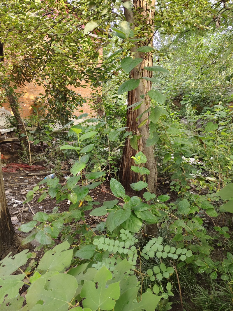 2棵20年水杉树，直径80厘米，