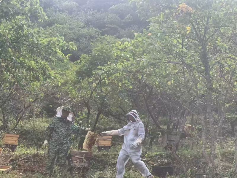 高山土蜂蜜