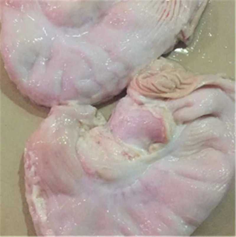 【猪肚】新鲜屠宰场直接配送猪肚子工厂货源可视频看货