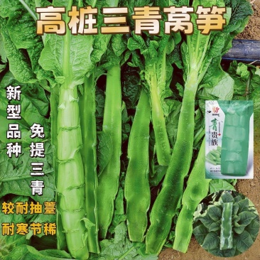 国家认定高桩三青莴笋种子免提920不用激素的三青莴笋种子