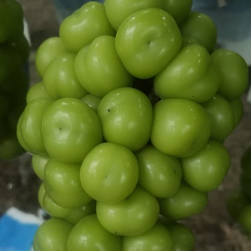阳光玫瑰葡萄