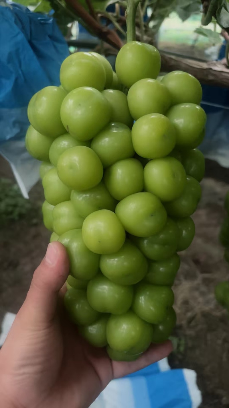 阳光玫瑰葡萄