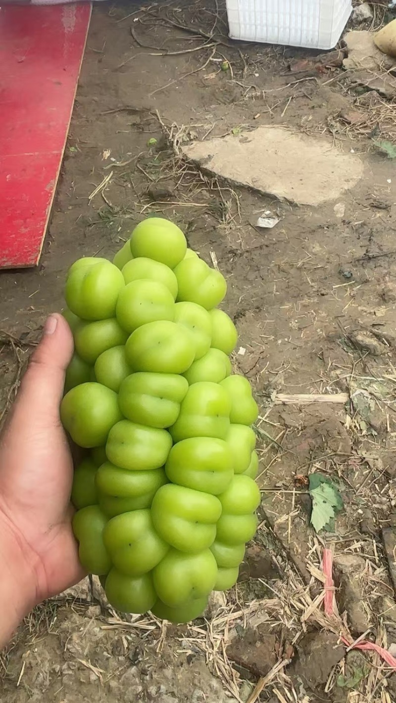 阳光玫瑰葡萄