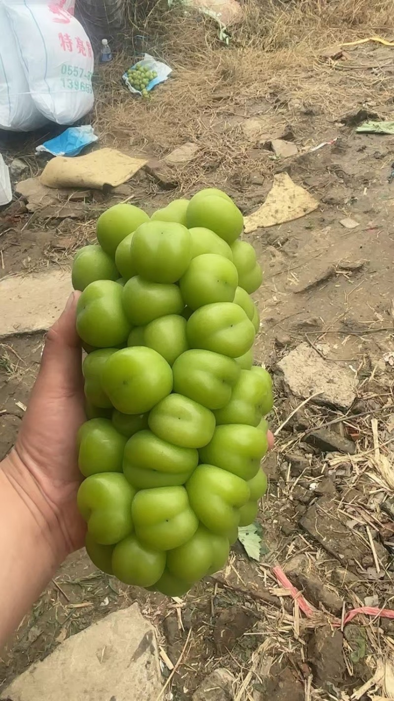 阳光玫瑰葡萄
