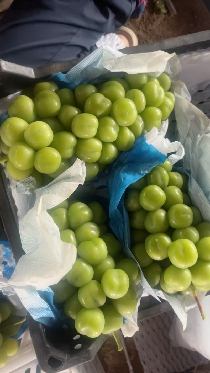 阳光玫瑰葡萄