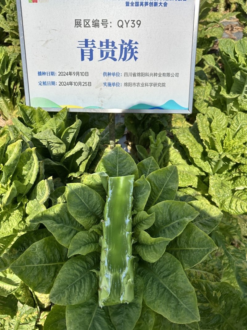 国家认定高桩三青莴笋种子免提920不用激素的三青莴笋种子