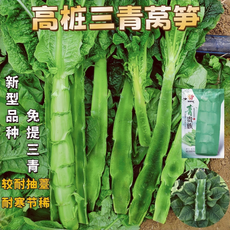 国家认定高桩三青莴笋种子免提920不用激素的三青莴笋种子