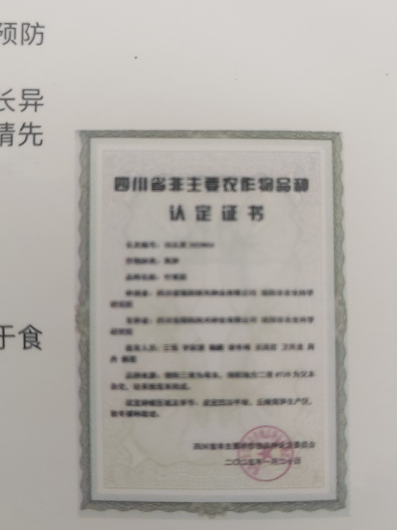 国家认定高桩三青莴笋种子免提920不用激素的三青莴笋种子