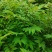 速生黄柏，5年成大树！非普通川黄柏苗！保密种源，冒牌必究