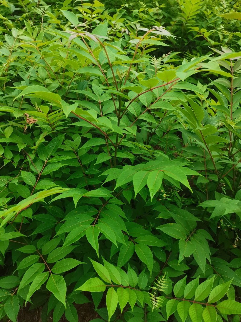 速生黄柏，5年成大树！非普通川黄柏苗！保密种源，冒牌必究