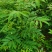 速生黄柏，5年成大树！非普通川黄柏苗！保密种源，冒牌必究