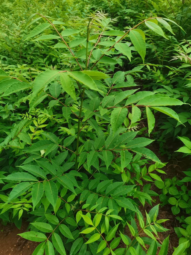 速生黄柏，5年成大树！非普通川黄柏苗！保密种源，冒牌必究