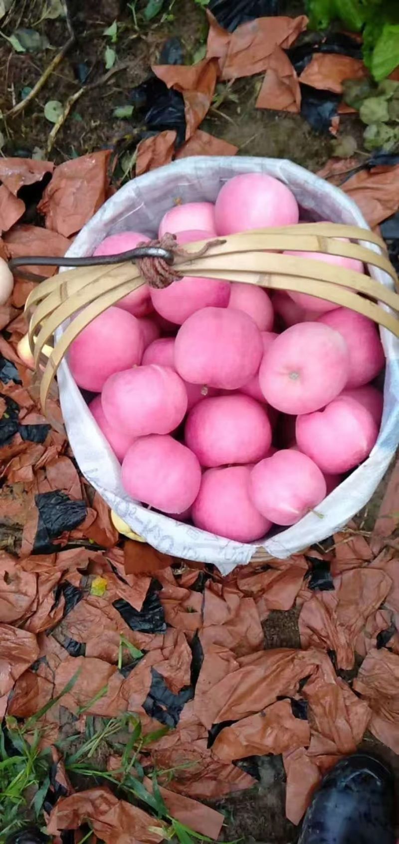 苹果