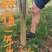 速生黄柏，5年成大树！非普通川黄柏苗！保密种源，冒牌必究
