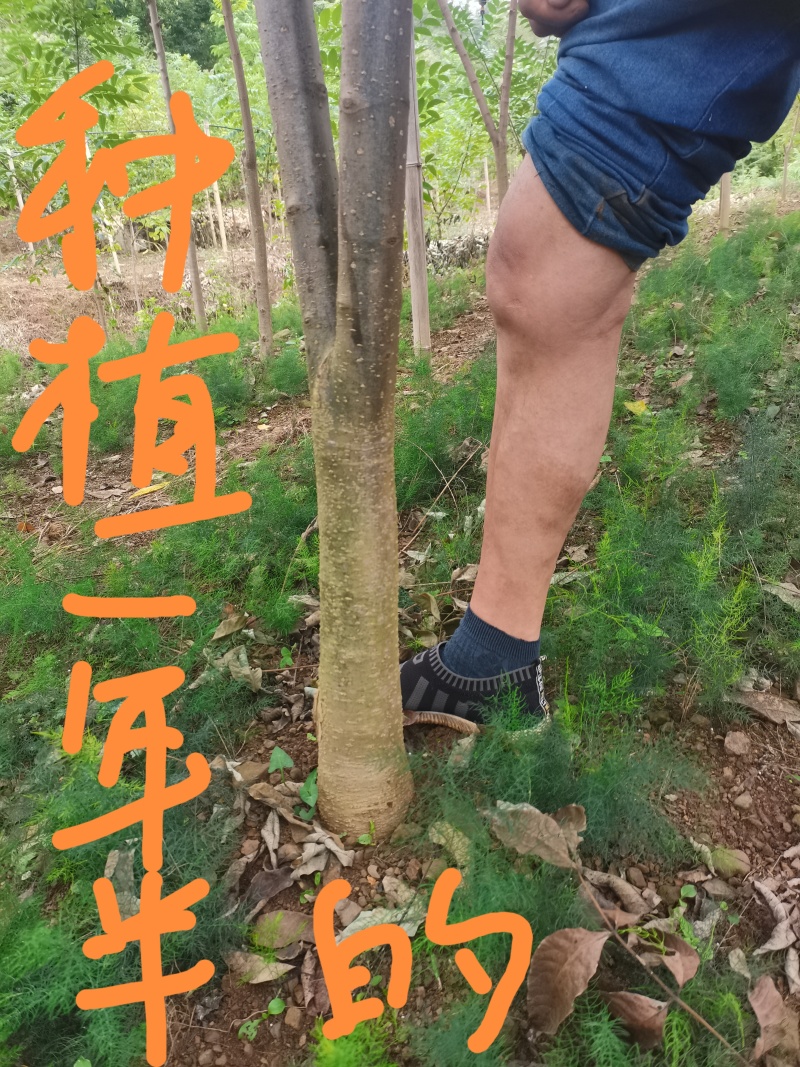 速生黄柏，5年成大树！非普通川黄柏苗！保密种源，冒牌必究