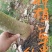 速生黄柏，5年成大树！非普通川黄柏苗！保密种源，冒牌必究