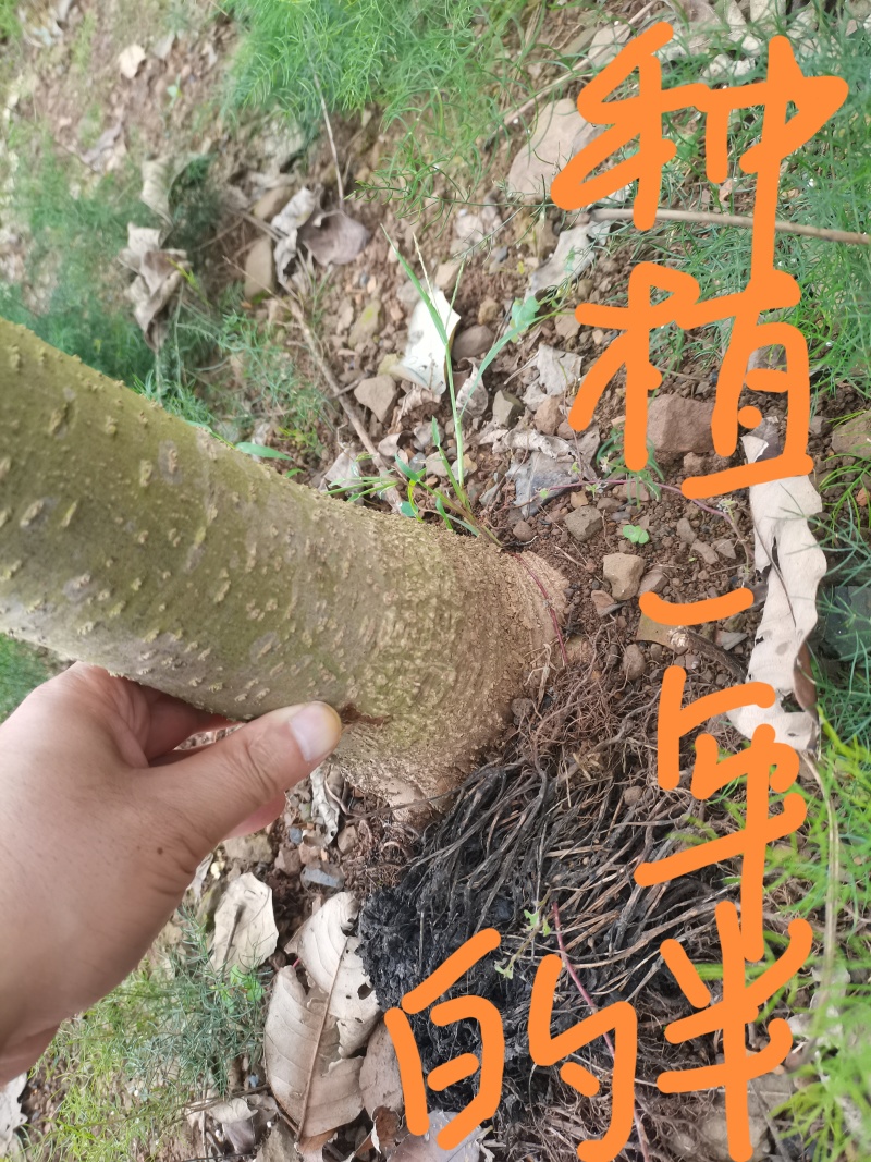速生黄柏，5年成大树！非普通川黄柏苗！保密种源，冒牌必究