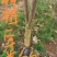 速生黄柏，5年成大树！非普通川黄柏苗！保密种源，冒牌必究