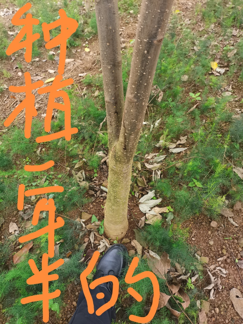 速生黄柏，5年成大树！非普通川黄柏苗！保密种源，冒牌必究