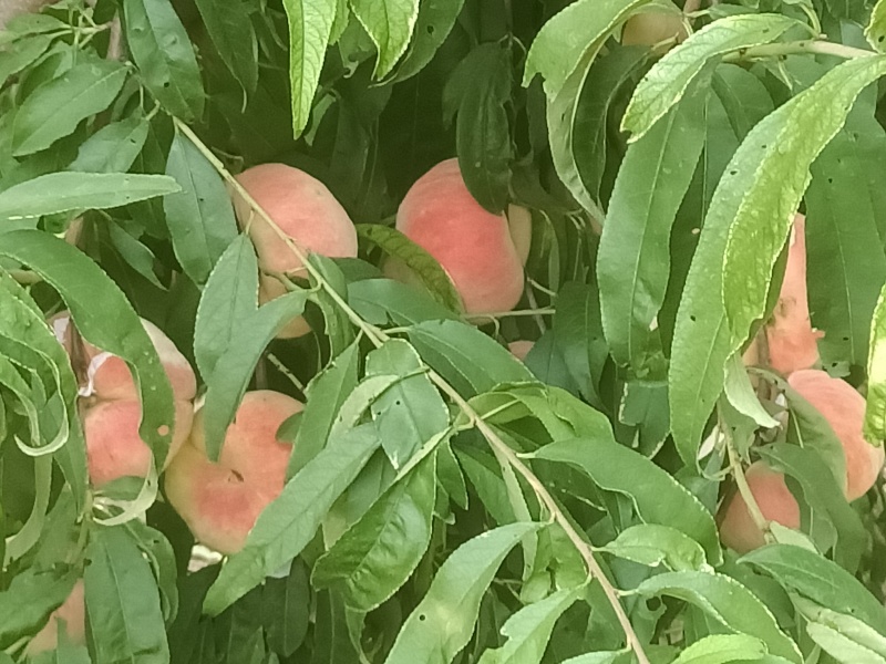 蟠桃
