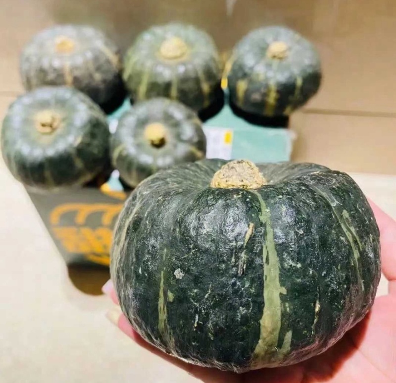 【贝贝南瓜】精品南瓜内蒙古现摘现发产地直销可对接全国