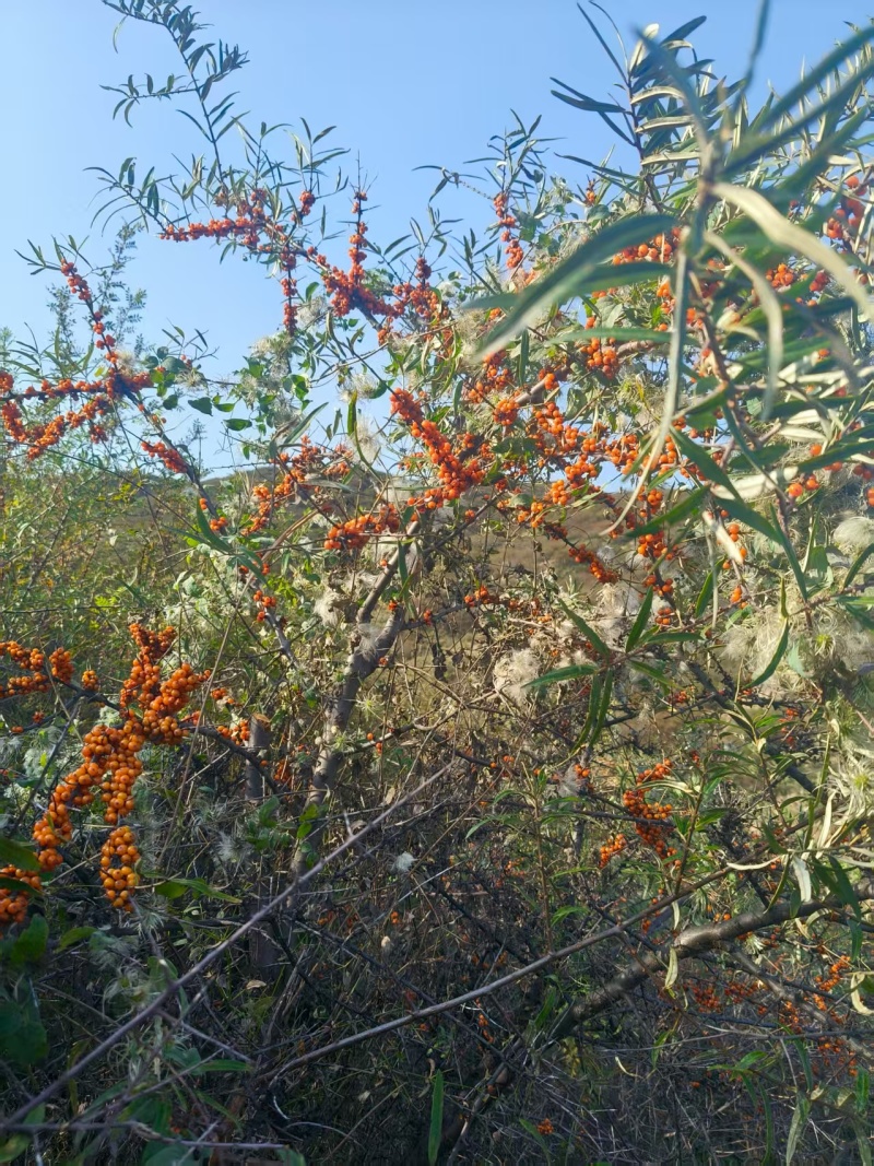 沙棘果