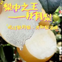莱阳秋月梨，一手货源品质保障，对接市场，商超，团购等