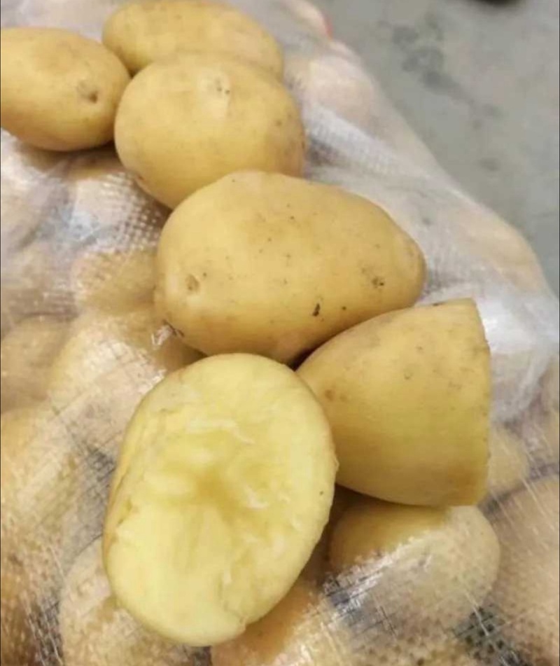 【黄心土豆】热卖内蒙古产地自家种植精品土豆可视频看货全国