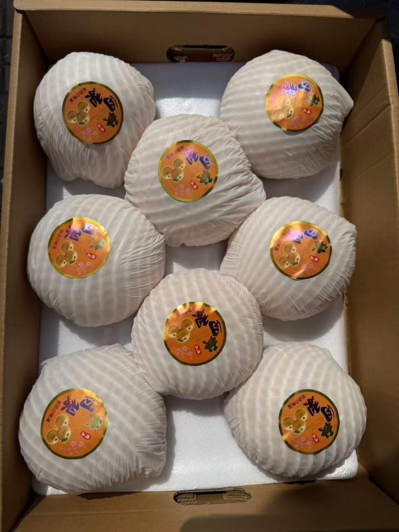 山东莱阳秋月梨产地直发质量保证代发全国可视频看货